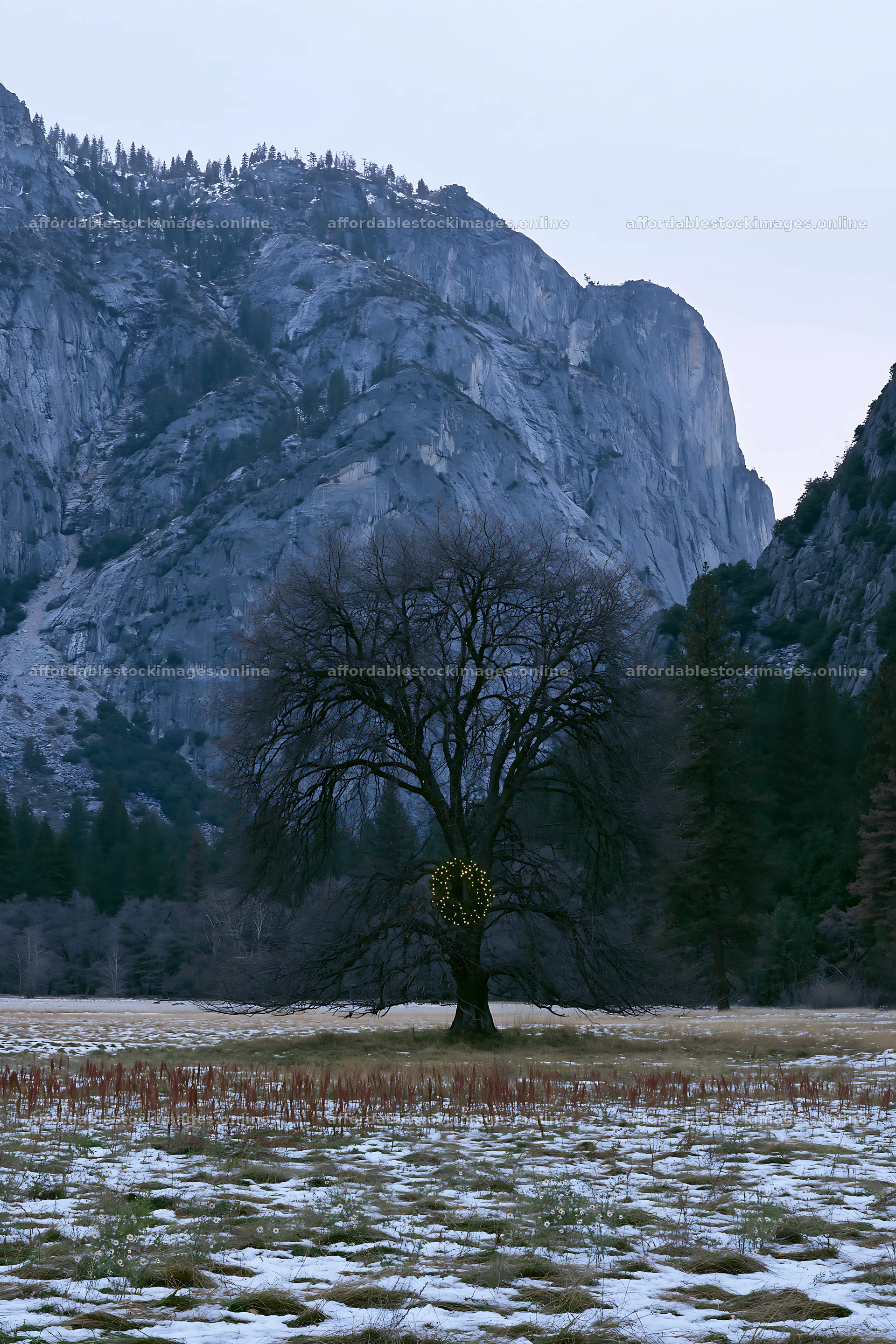 Apple tree with wreath in meadow at Yosemite National Park – stock images 6480x9722