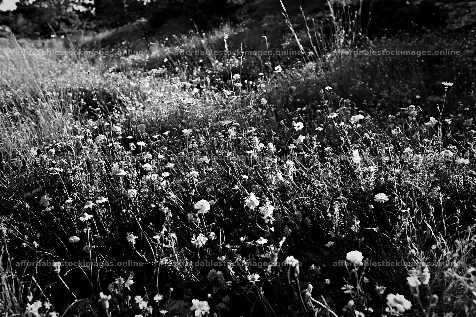 Regenerative meadow filled with various wildflowers – stock images 9722x6480