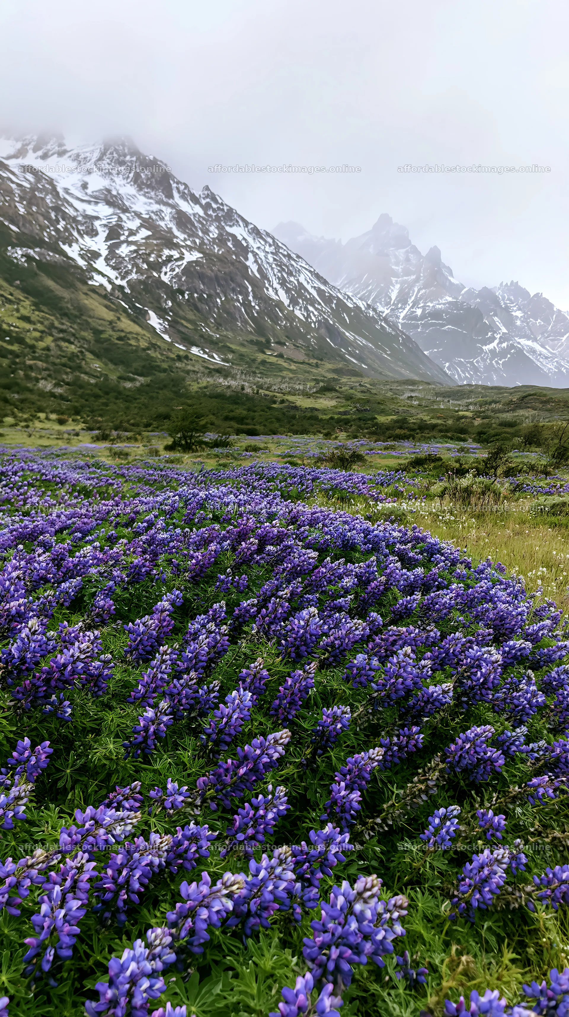Snowy mountains and purple flowers in Torres del Paine meadow – stock images 5938x10608