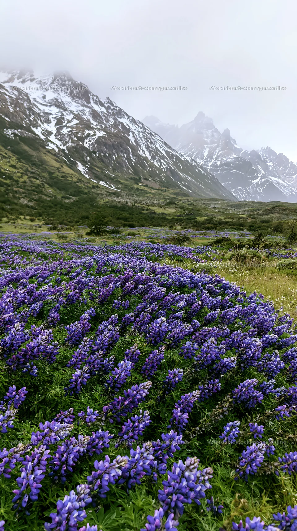Snowy mountains and purple flowers in Torres del Paine meadow – stock images 5938x10608