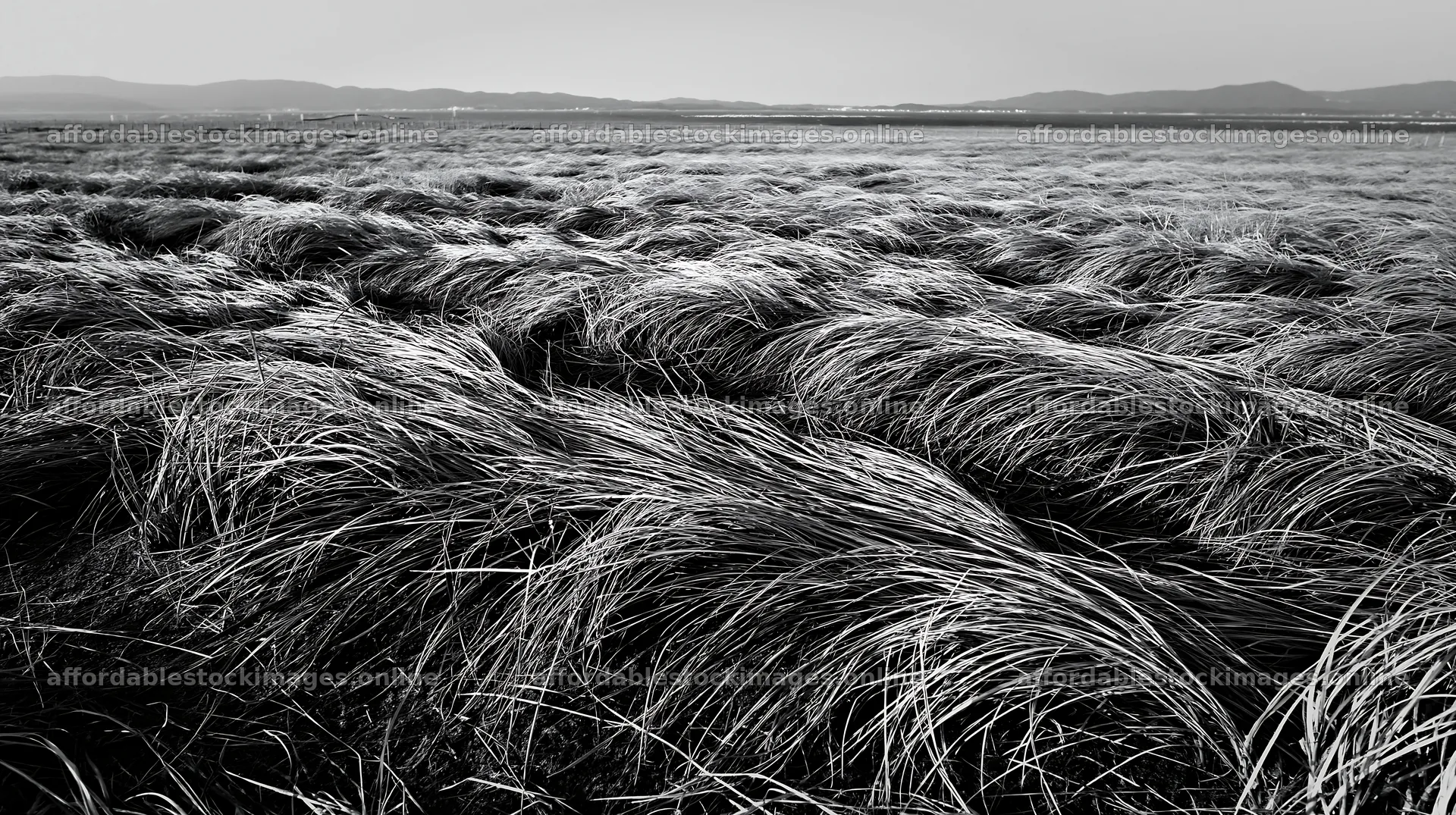 Tottori windy meadow with dune grasses swaying in the wind – stock images 10608x5938