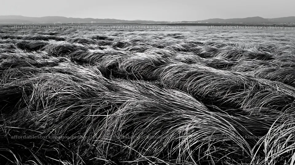 Tottori windy meadow with dune grasses swaying in the wind – stock images 10608x5938