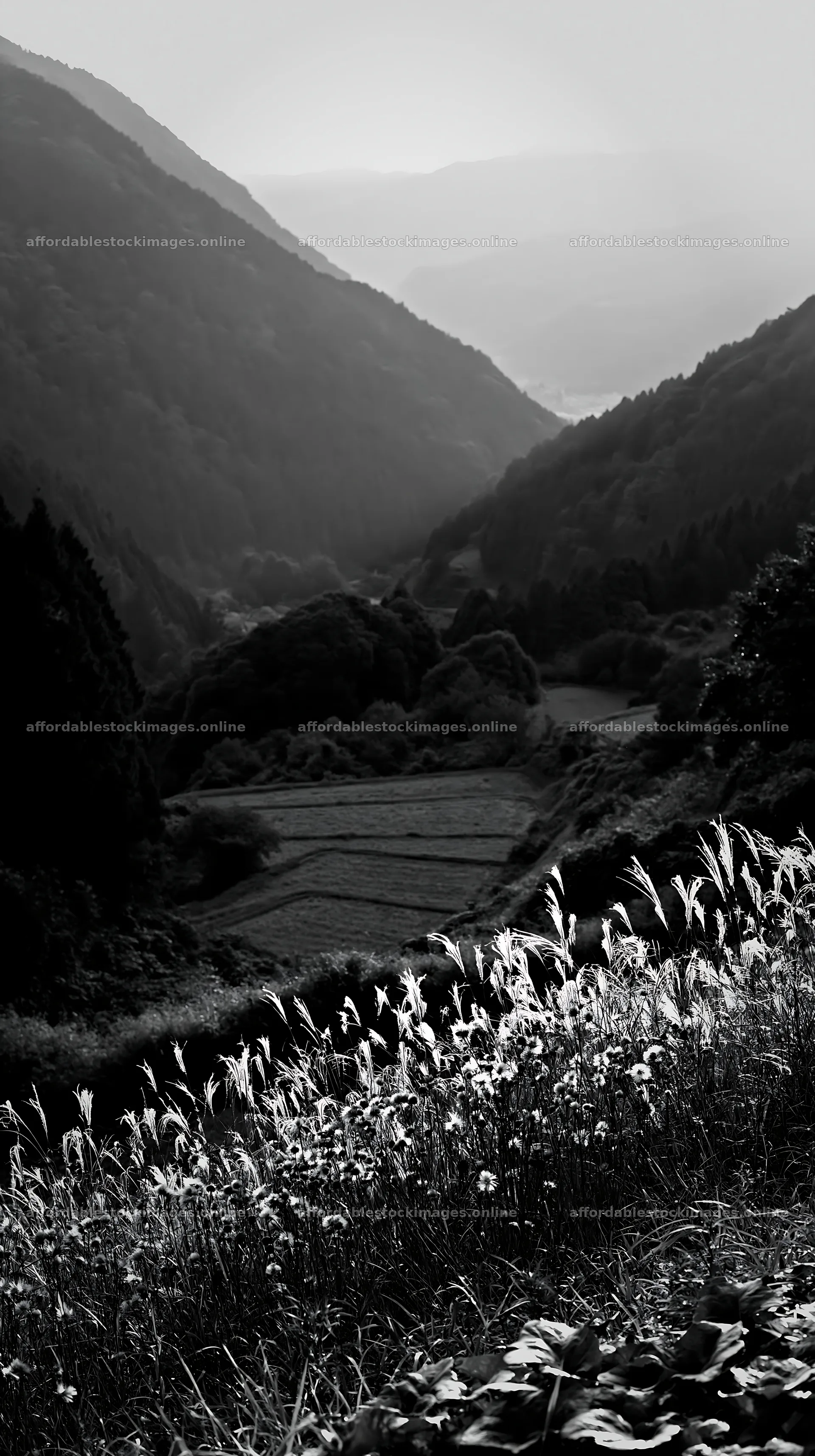 Ehime twilight meadow with dry seedheads – stock images 5938x10608