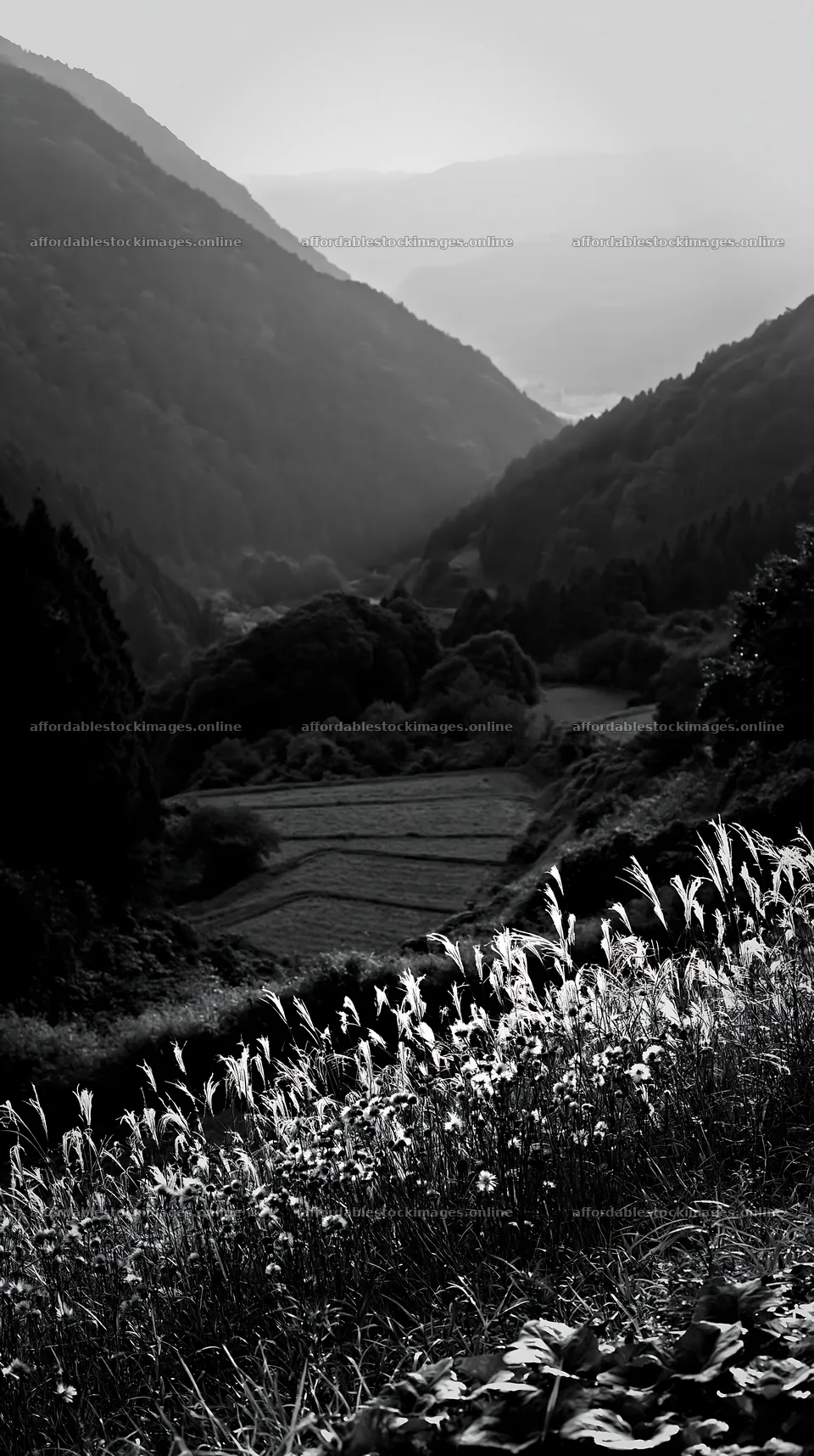 Ehime twilight meadow with dry seedheads – stock images 5938x10608
