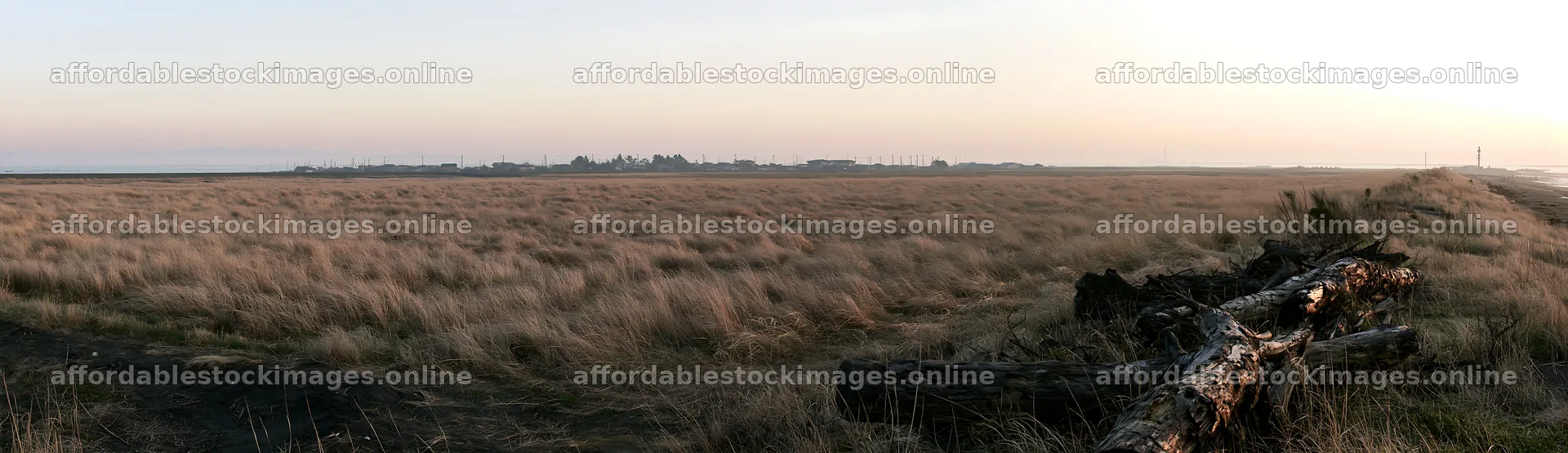 Driftwood in Chiba coastal meadow at dusk – stock images 14762x4268