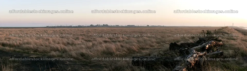 Driftwood in Chiba coastal meadow at dusk – stock images 14762x4268