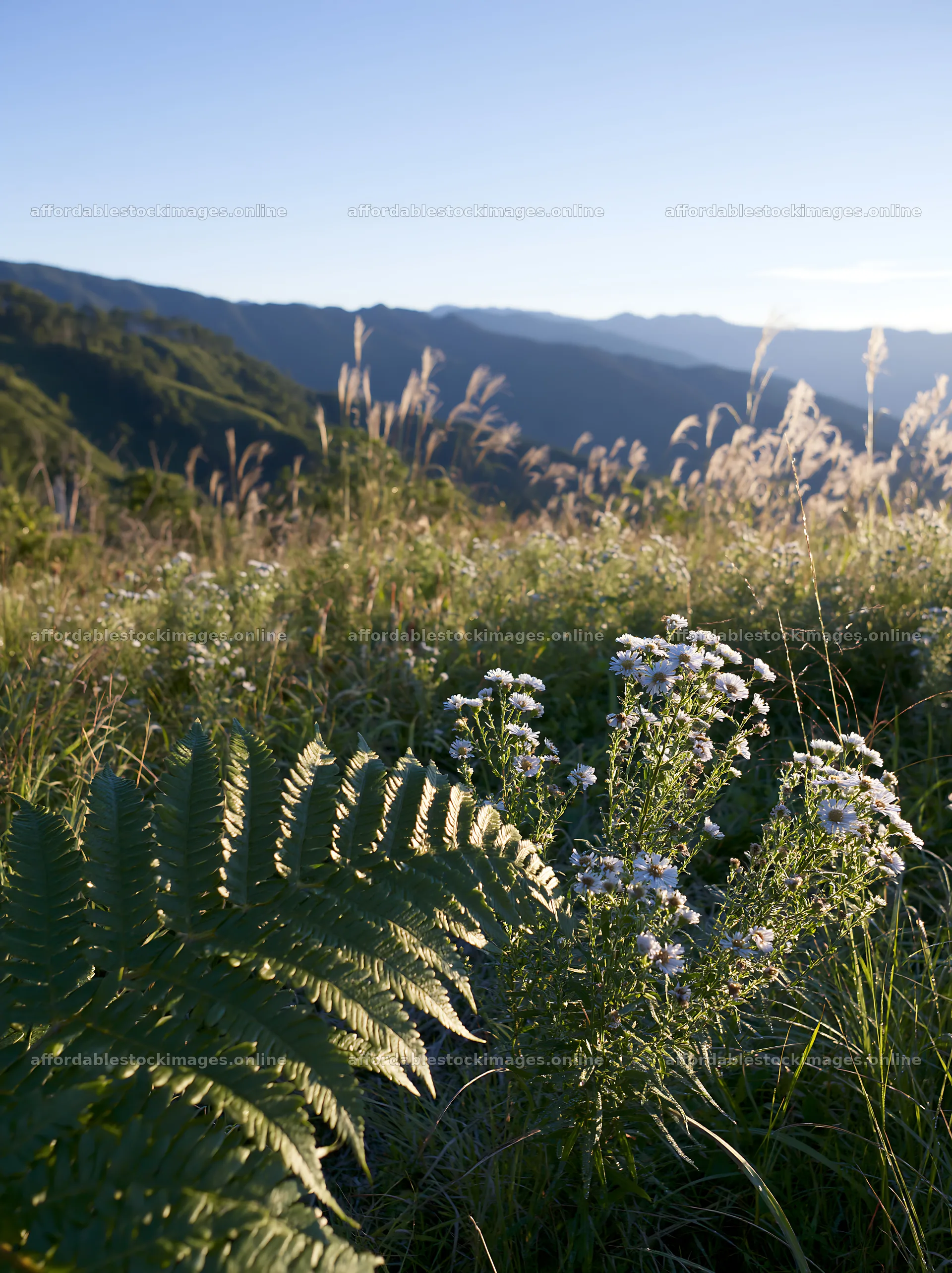 Tokushima mountain meadow fern frond foreground with flowers – stock images 6866x9174
