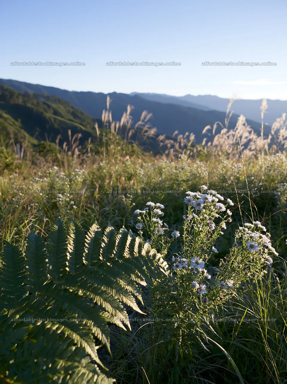 Tokushima mountain meadow fern frond foreground with flowers – stock images 6866x9174