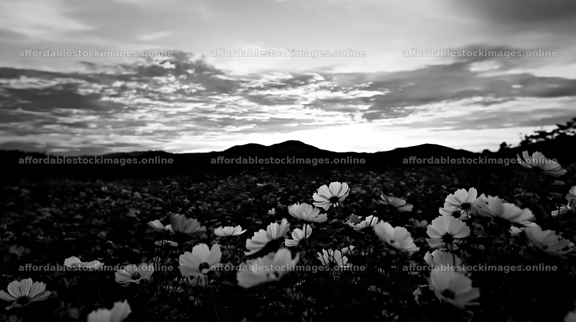 Colorful cosmos meadow at sunset with mountain backdrop – stock images 10608x5938
