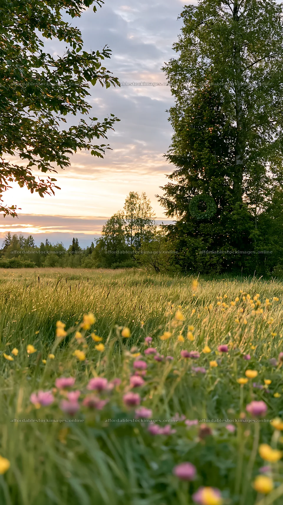 Christmas tree in meadow under bright sky with flowers – stock images 5938x10608