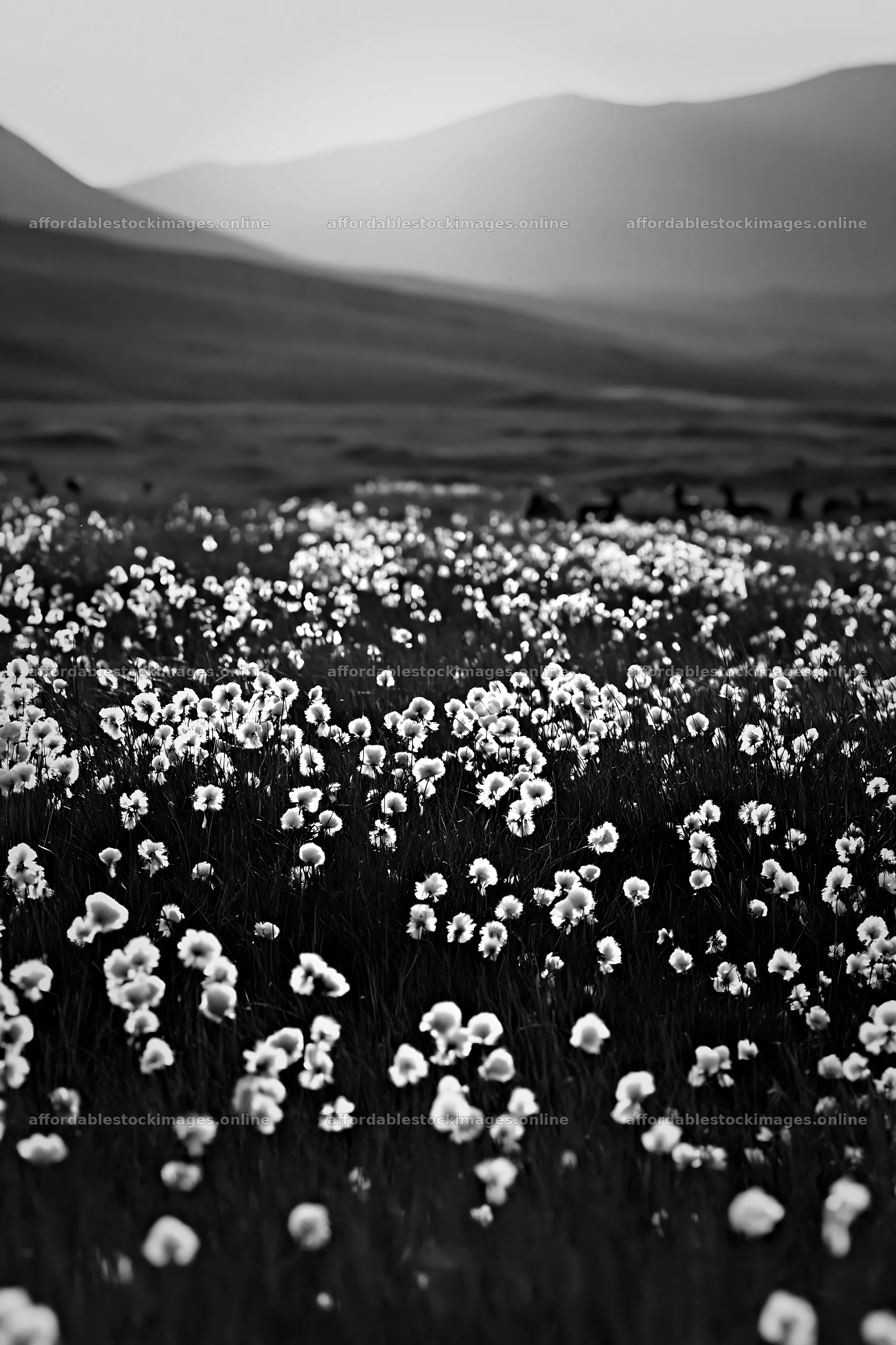 Cottongrass meadow with mountain backdrop in natural light – stock images 6480x9722