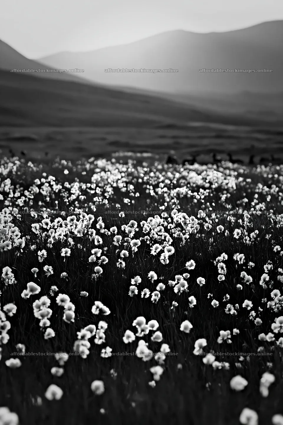 Cottongrass meadow with mountain backdrop in natural light – stock images 6480x9722