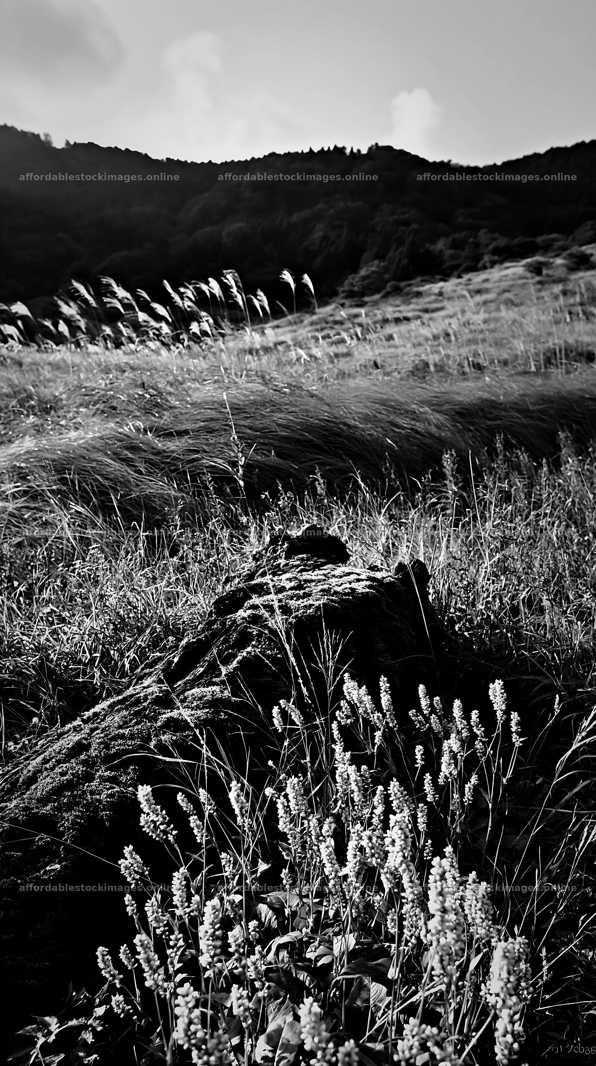 Mossy log in Gifu low carbon meadow at sunset – stock images 5938x10608