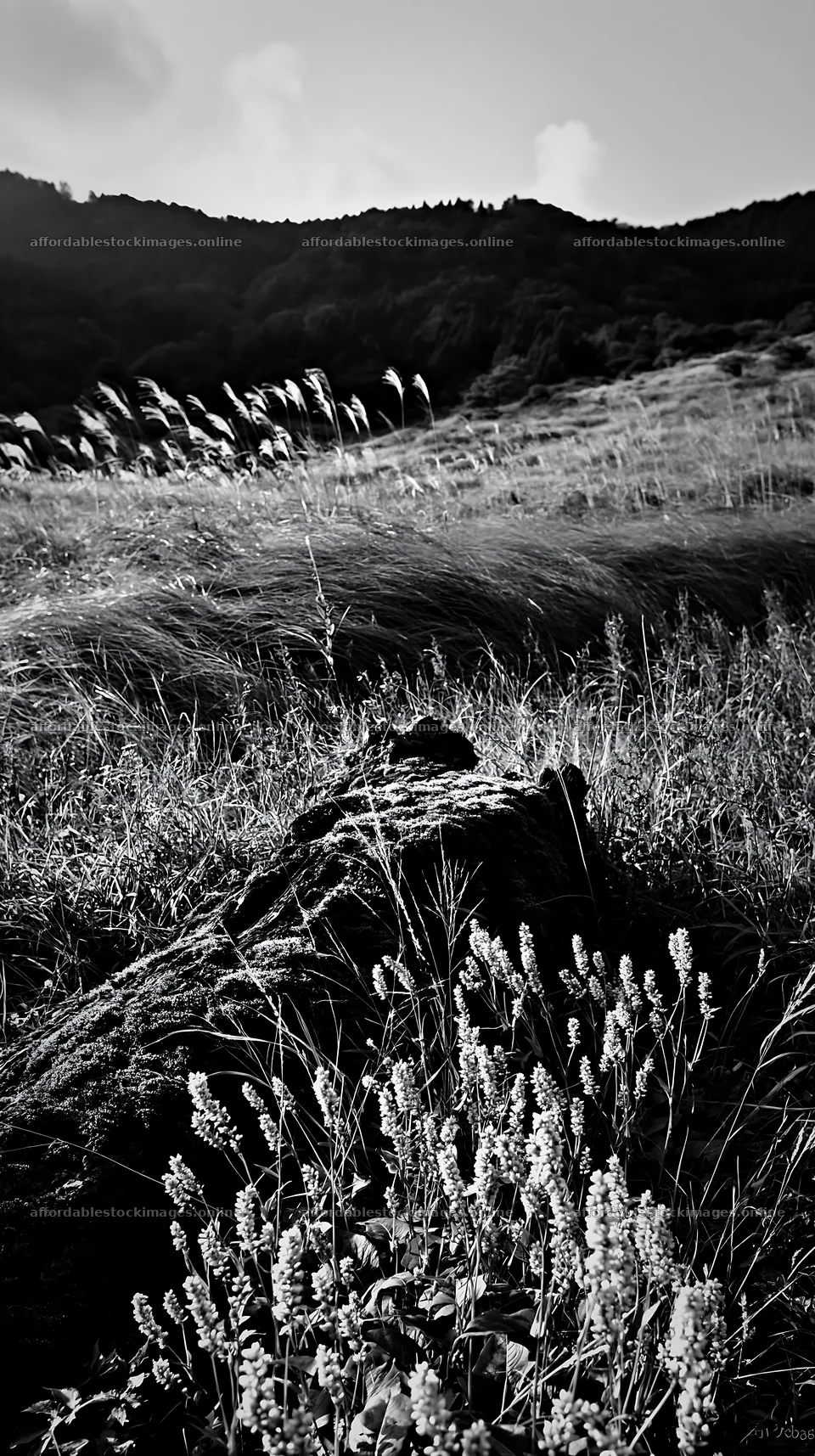 Mossy log in Gifu low carbon meadow at sunset – stock images 5938x10608