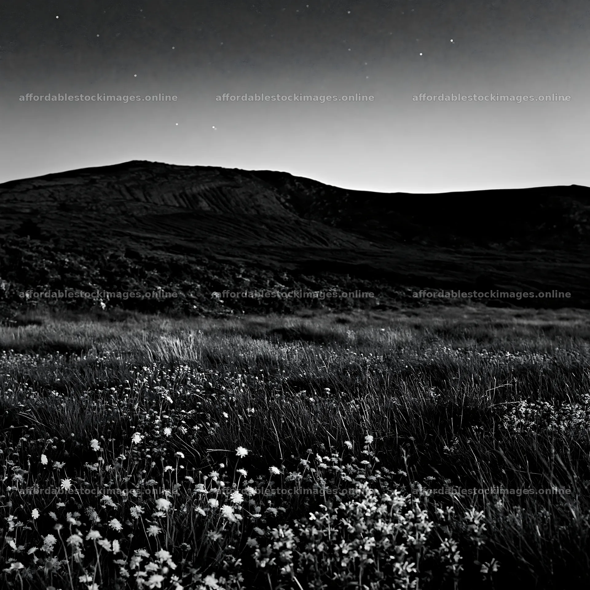 Dark sky meadow with stars above and wildflowers below – stock images 7938x7938