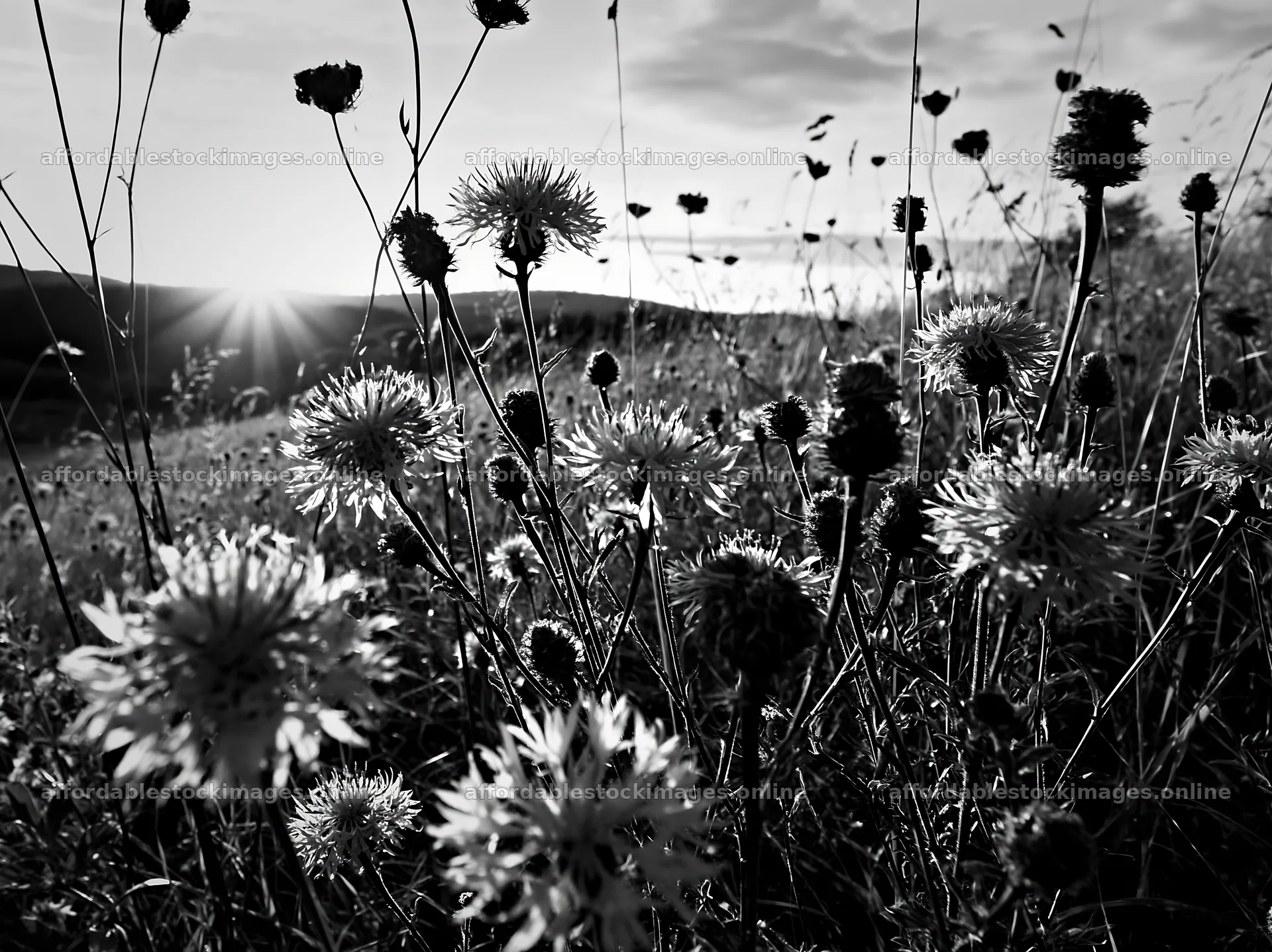 Violet knapweed meadow at sunset in black and white – stock images 9174x6866