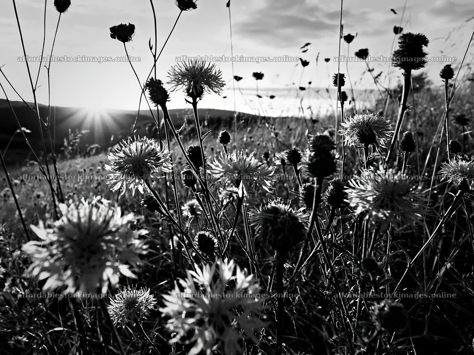 Violet knapweed meadow at sunset in black and white – stock images 9174x6866