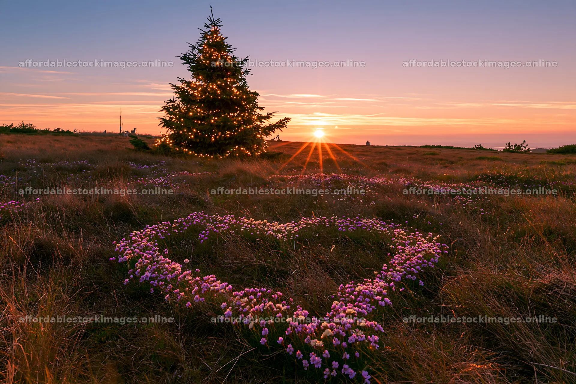 Christmas tree in meadow with flowers and sunset sky – stock images 9722x6480