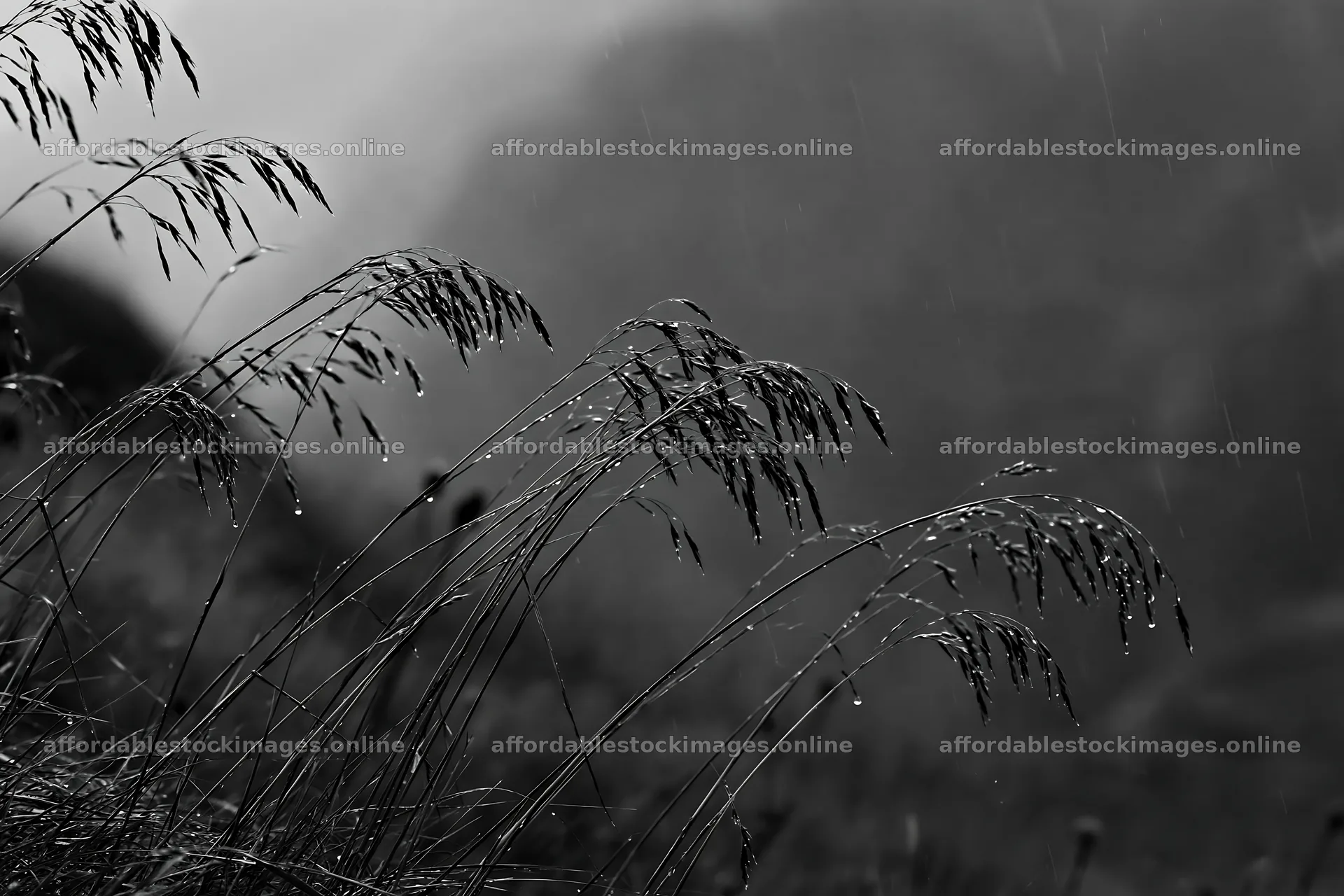 Meadow grass seedheads with raindrops in black and white – stock images 9722x6480