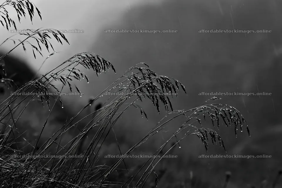 Meadow grass seedheads with raindrops in black and white – stock images 9722x6480
