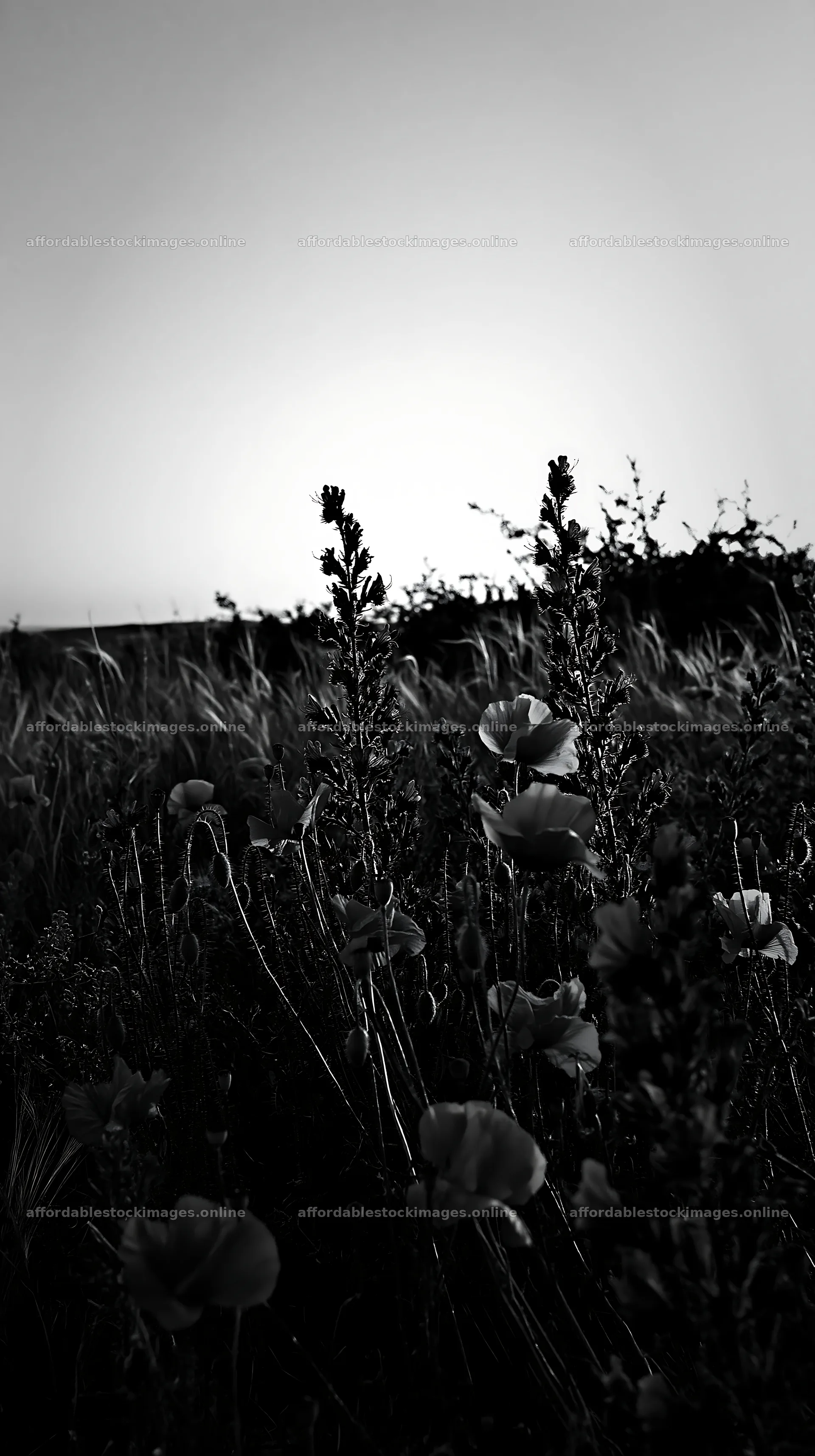 Poppy and viper's-bugloss meadow at dusk – stock images 5938x10608