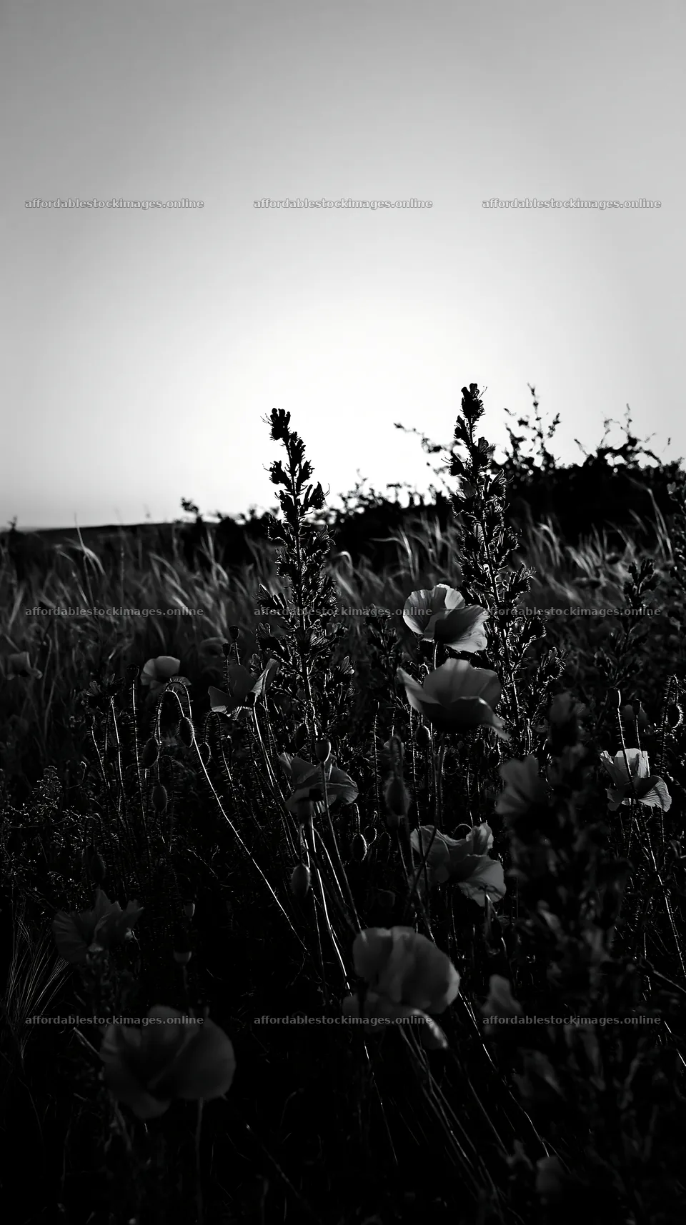 Poppy and viper's-bugloss meadow at dusk – stock images 5938x10608