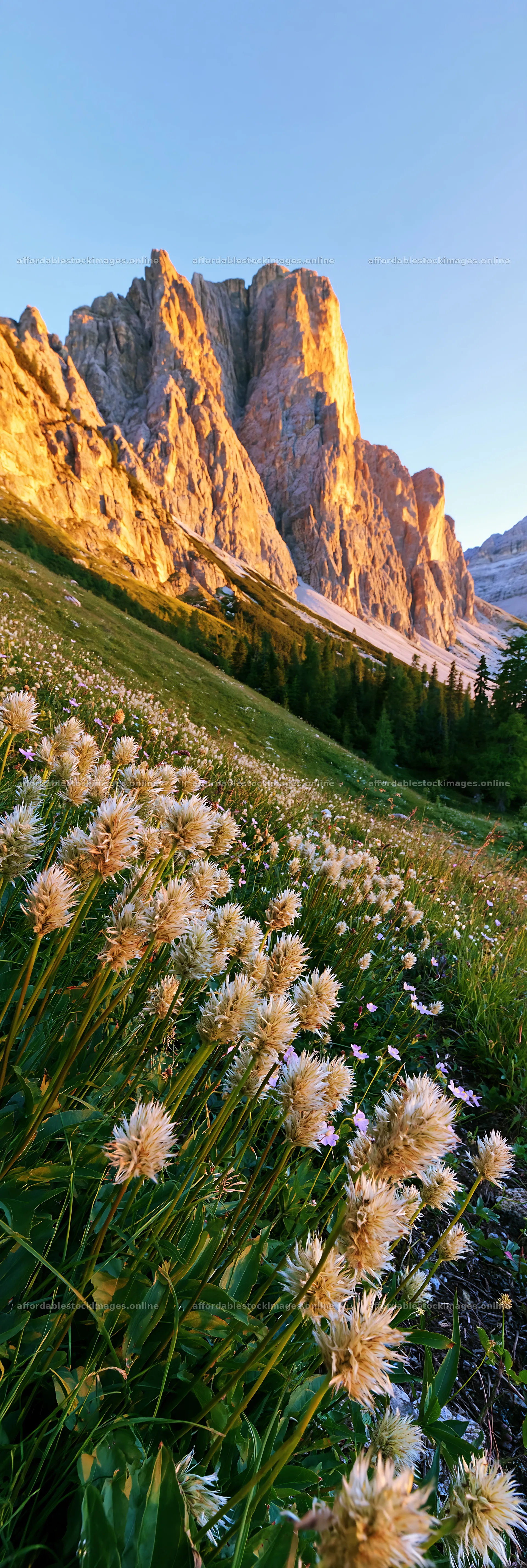 Meadow seedheads backlit at dusk near mountain landscape – stock images 4602x13690