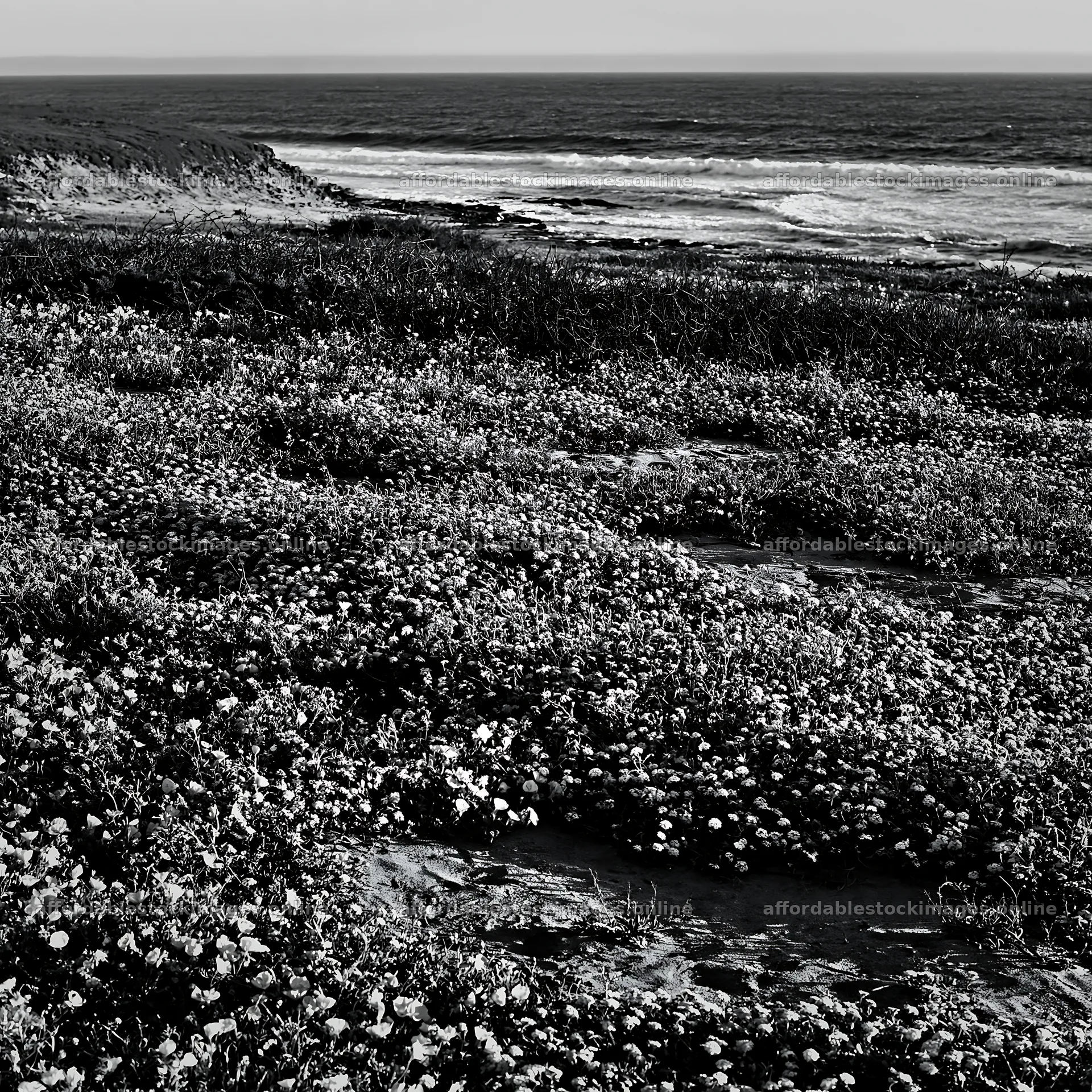 Coastal meadow with flowers near the ocean – stock images 7938x7938