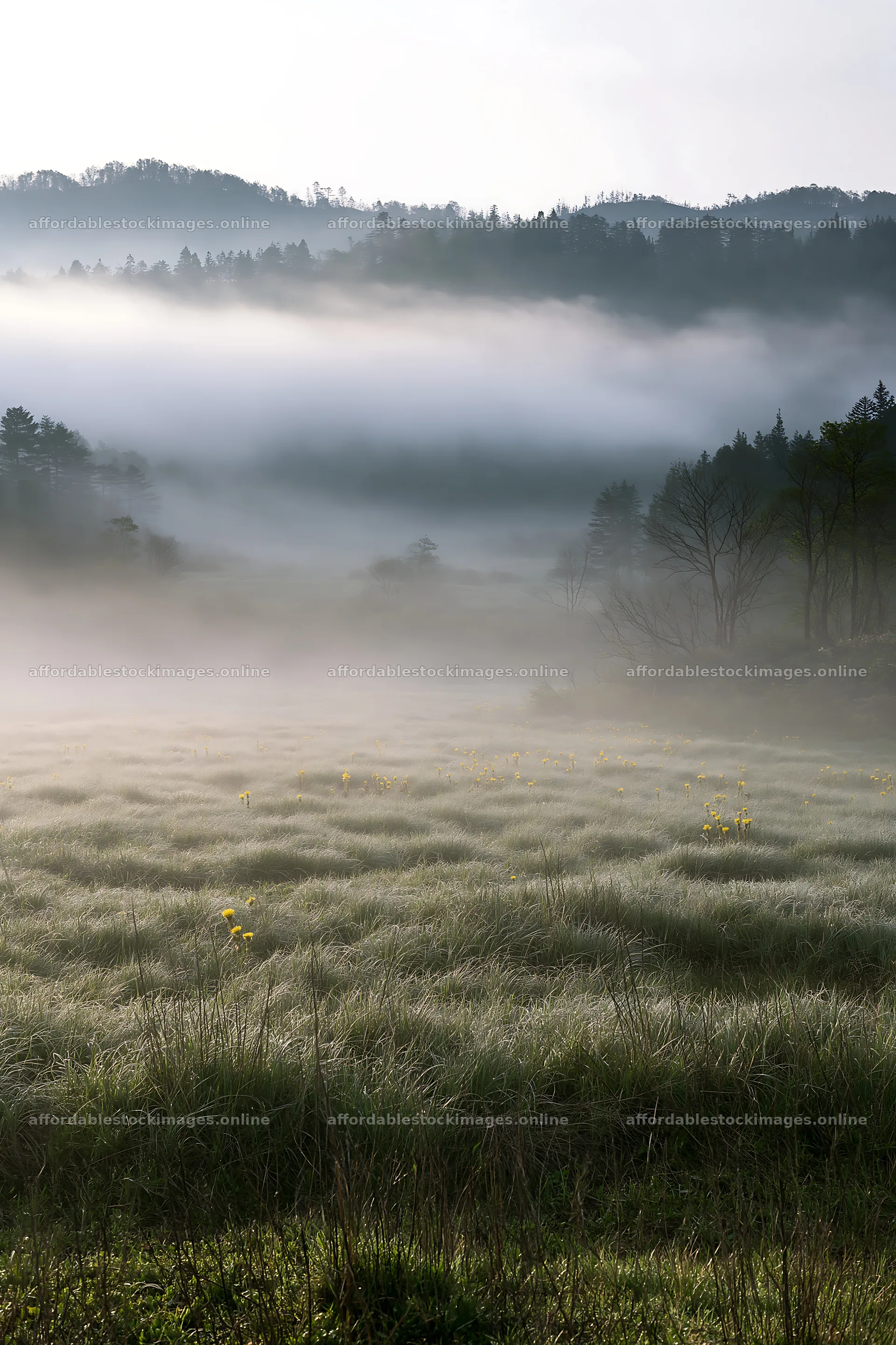 Akita snowmelt meadow with silver grasses in morning fog – stock images 6480x9722