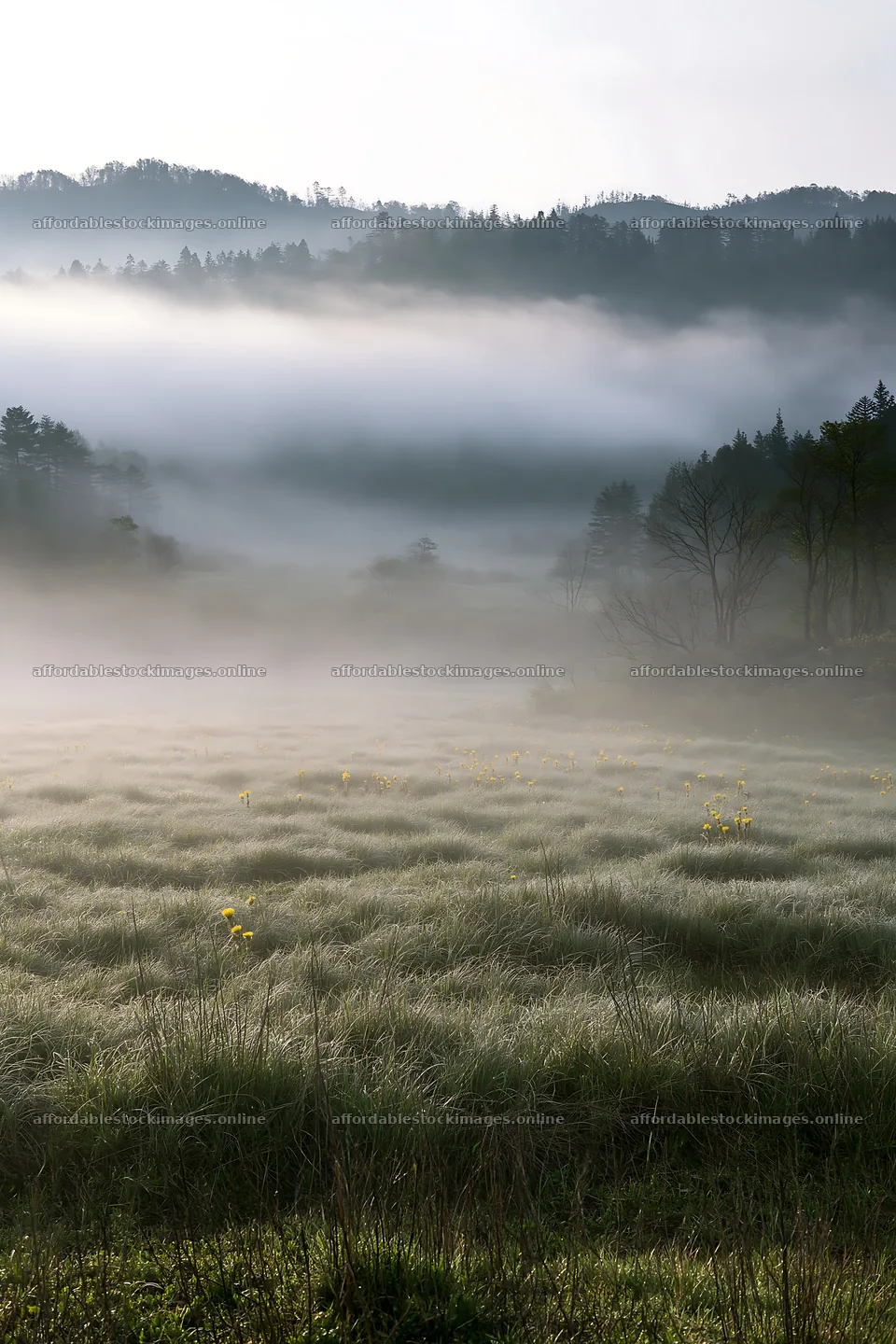 Akita snowmelt meadow with silver grasses in morning fog – stock images 6480x9722