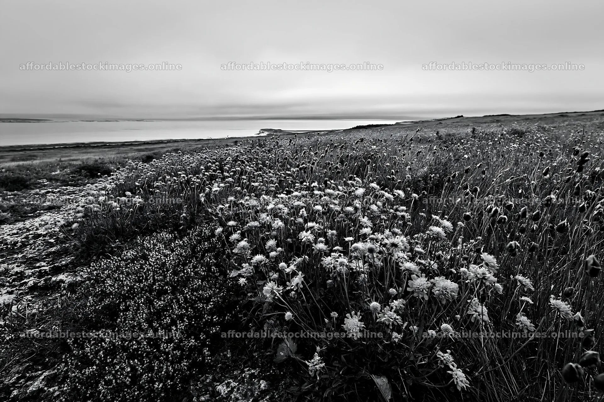 Cloudy limestone wildflower meadow by the coast – stock images 9722x6480