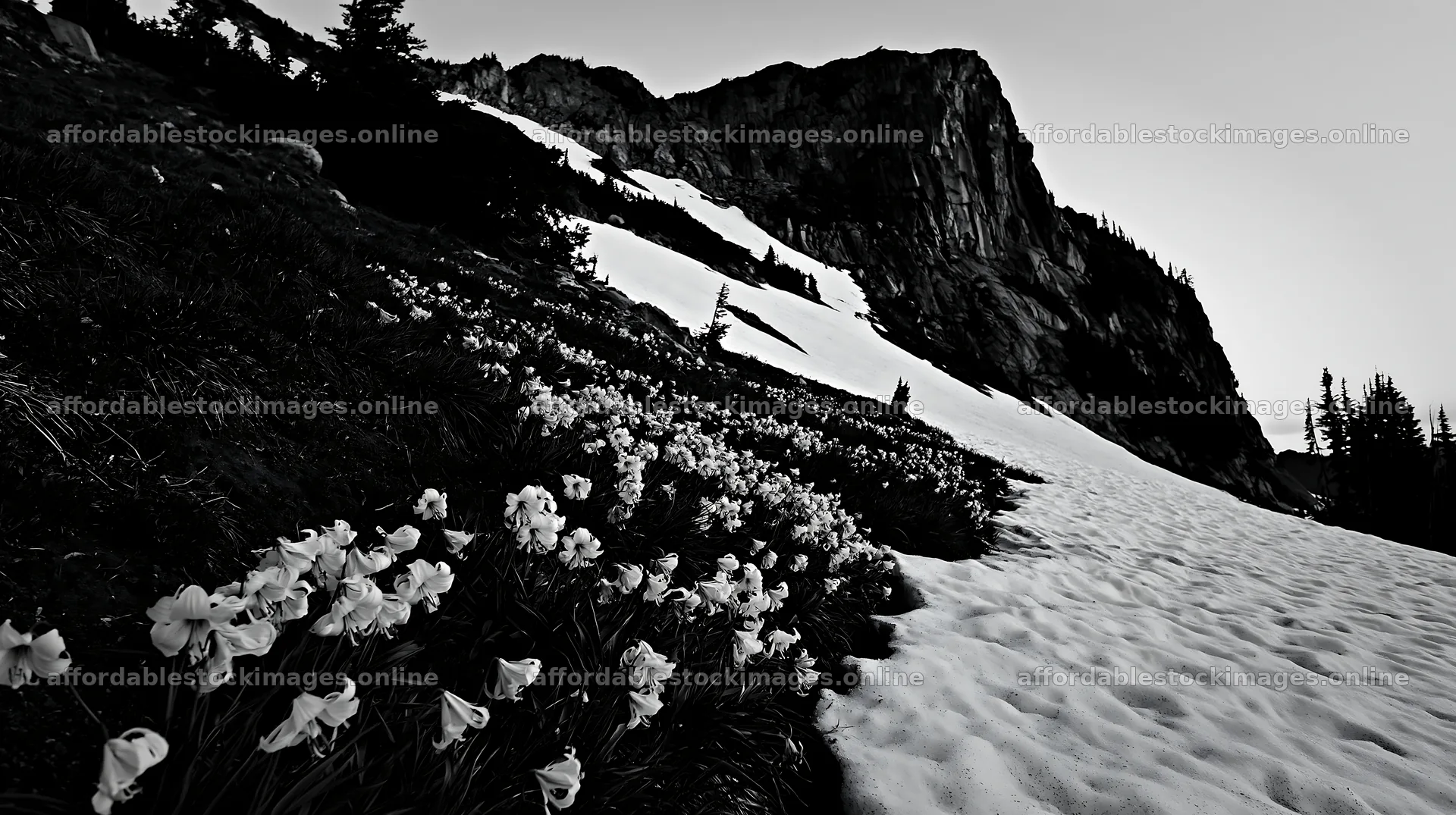 Snowy highland meadow with flowers and mountain backdrop – stock images 10608x5938