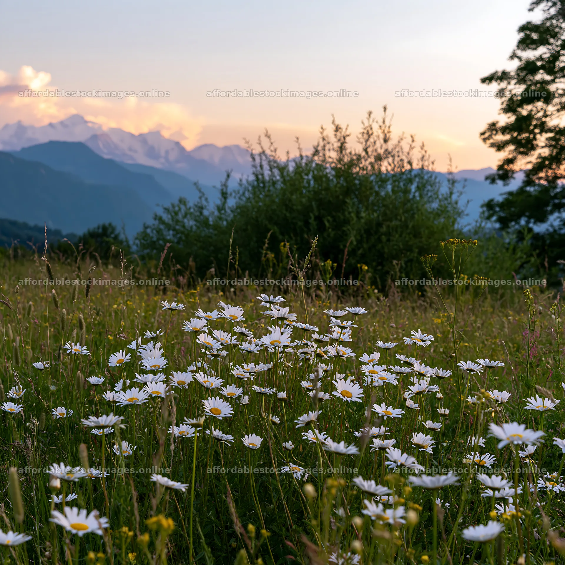 Meadow with yarrow flowers at twilight near mountains – stock images 7938x7938