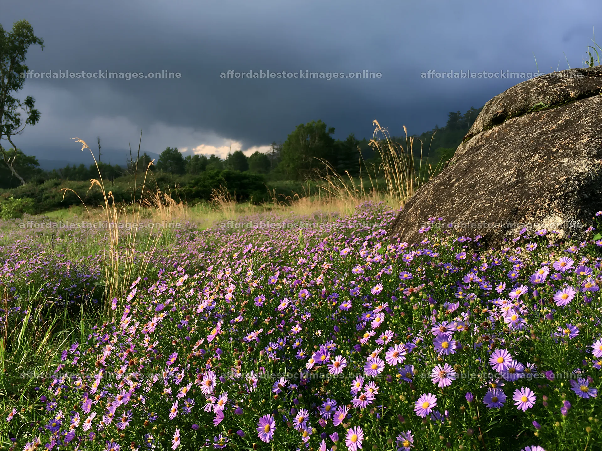 Nagano drought resilient meadow with granite boulder and flowers – stock images 9174x6866