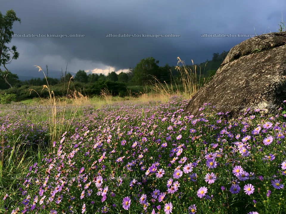 Nagano drought resilient meadow with granite boulder and flowers – stock images 9174x6866