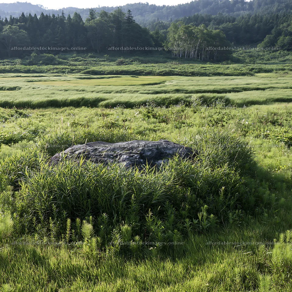 Aomori climate resilient meadow with boulder – stock images 7938x7938
