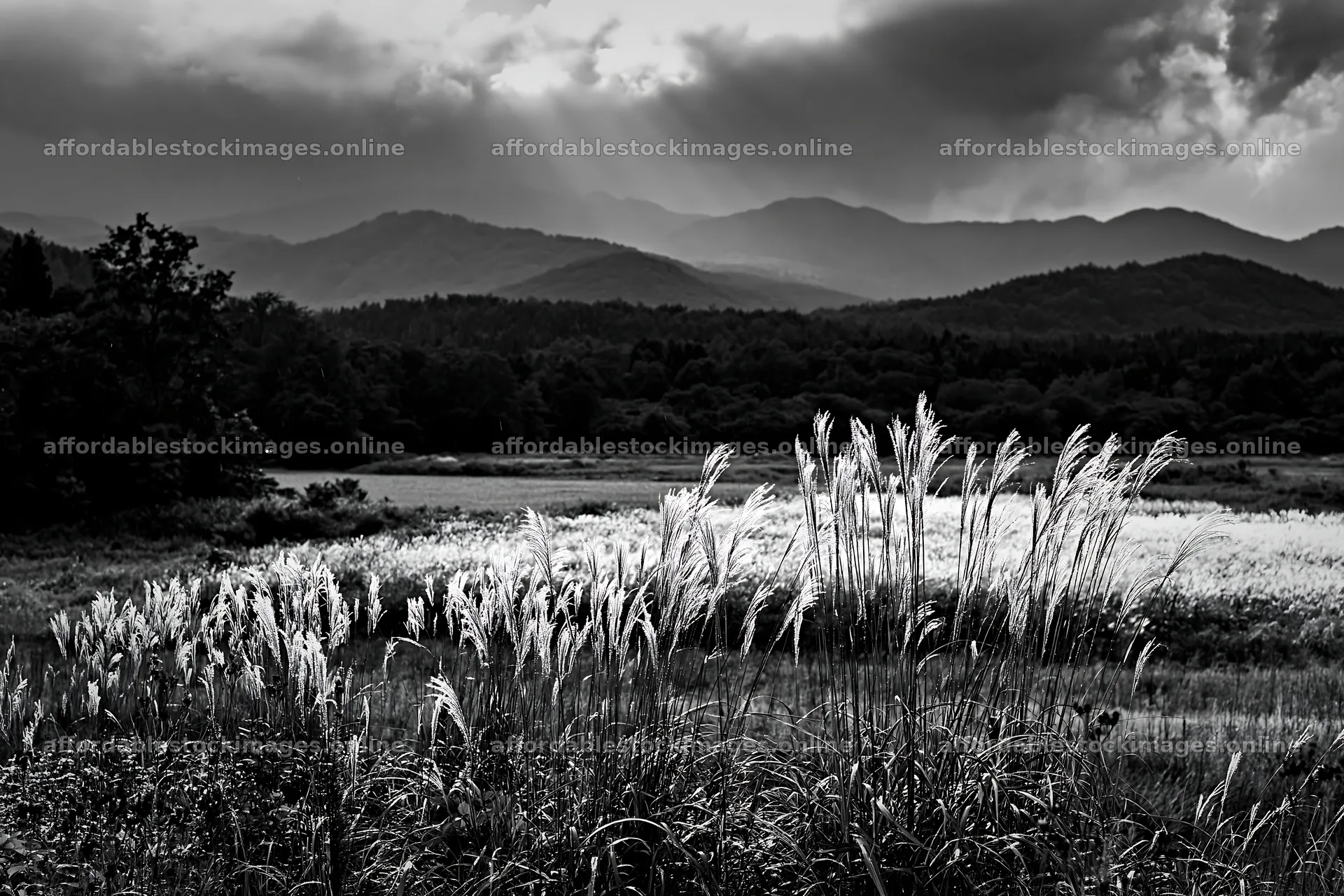 Iwate rain refreshed meadow seedhead foreground – stock images 9722x6480