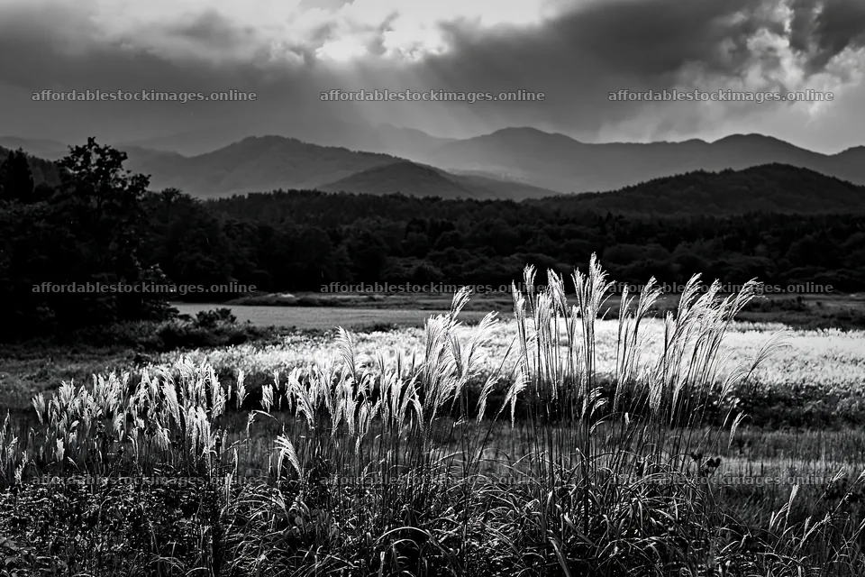 Iwate rain refreshed meadow seedhead foreground – stock images 9722x6480
