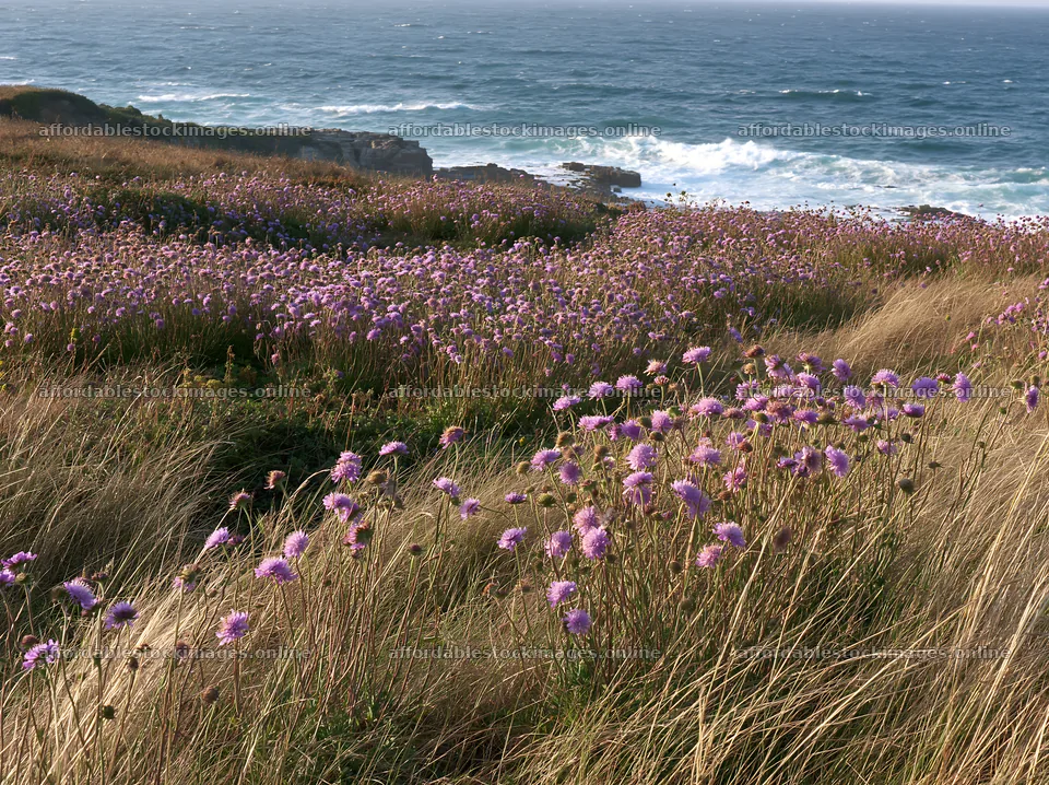 Coastal cliff meadow with wildflowers near the ocean – stock images 9174x6866