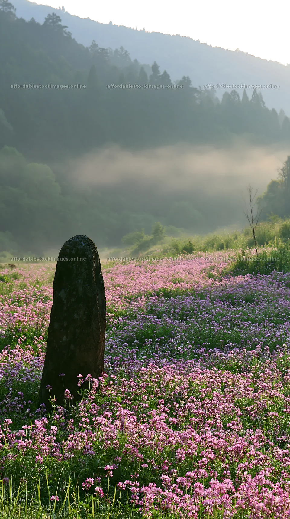 Kyoto spring wildflower meadow stone foreground – stock images 5938x10608