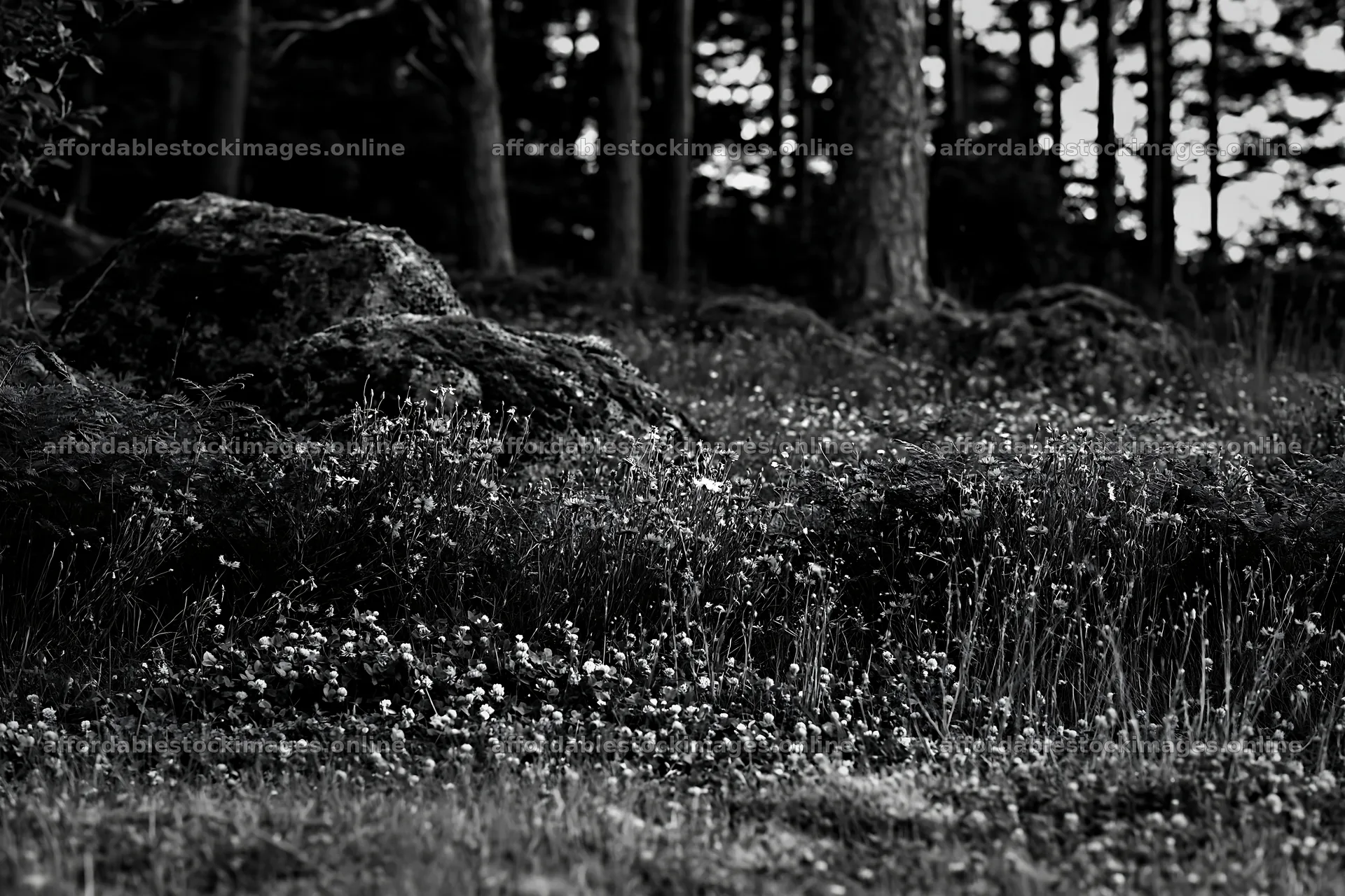 Clover flowers in a meadow surrounded by trees – stock images 9722x6480
