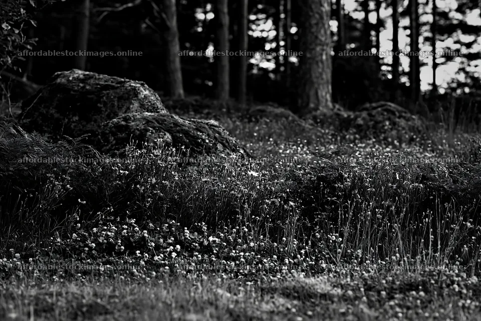 Clover flowers in a meadow surrounded by trees – stock images 9722x6480