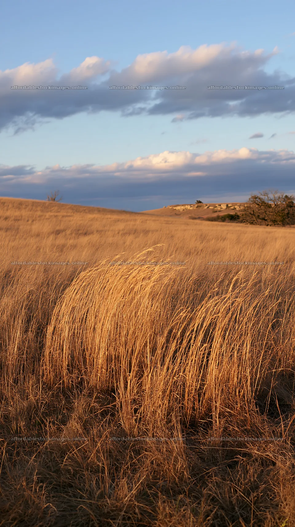 Meadow grass seedheads in late afternoon light – stock images 5938x10608