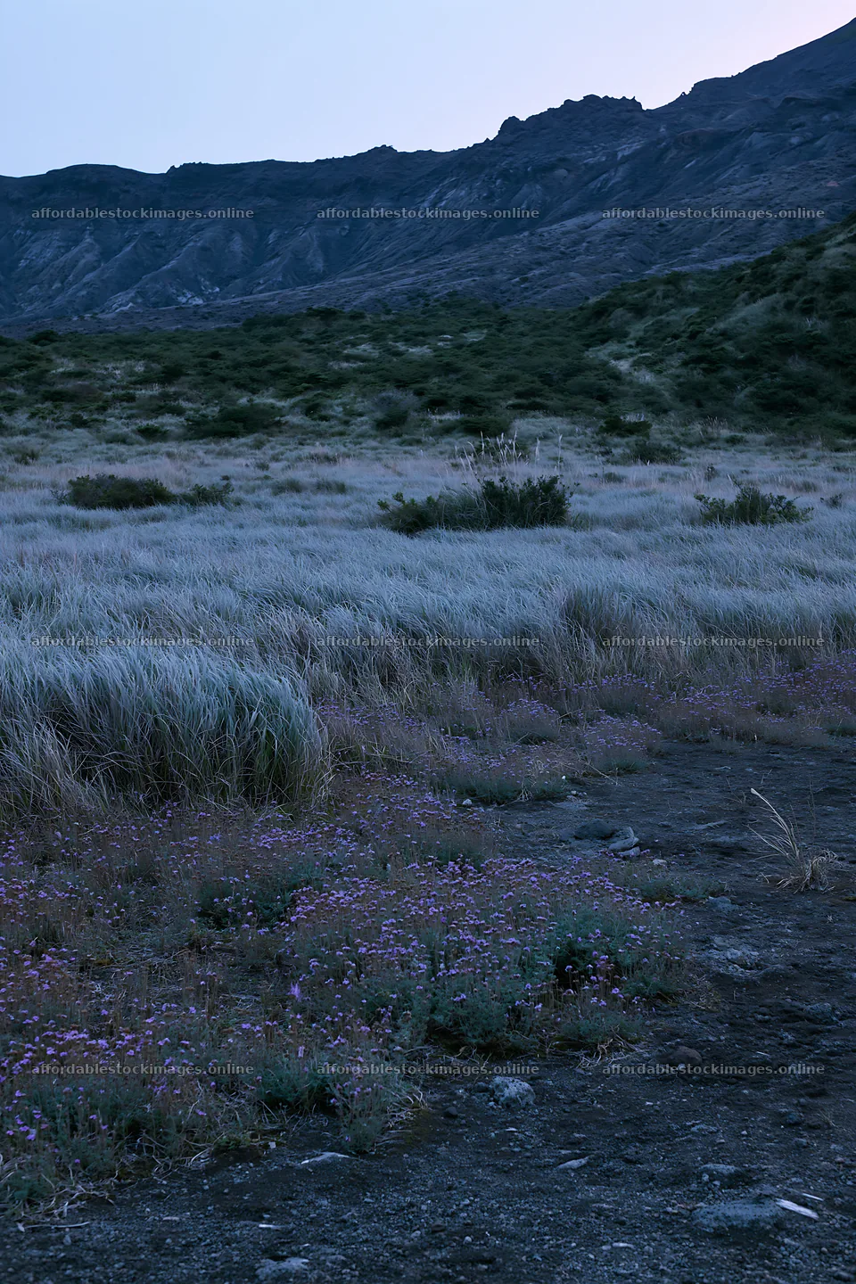 Kagoshima volcanic meadow with pumice foreground at dusk – stock images 6480x9722
