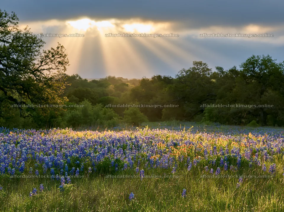 Crepuscular rays shine over a meadow of blue wildflowers – stock images 9174x6866