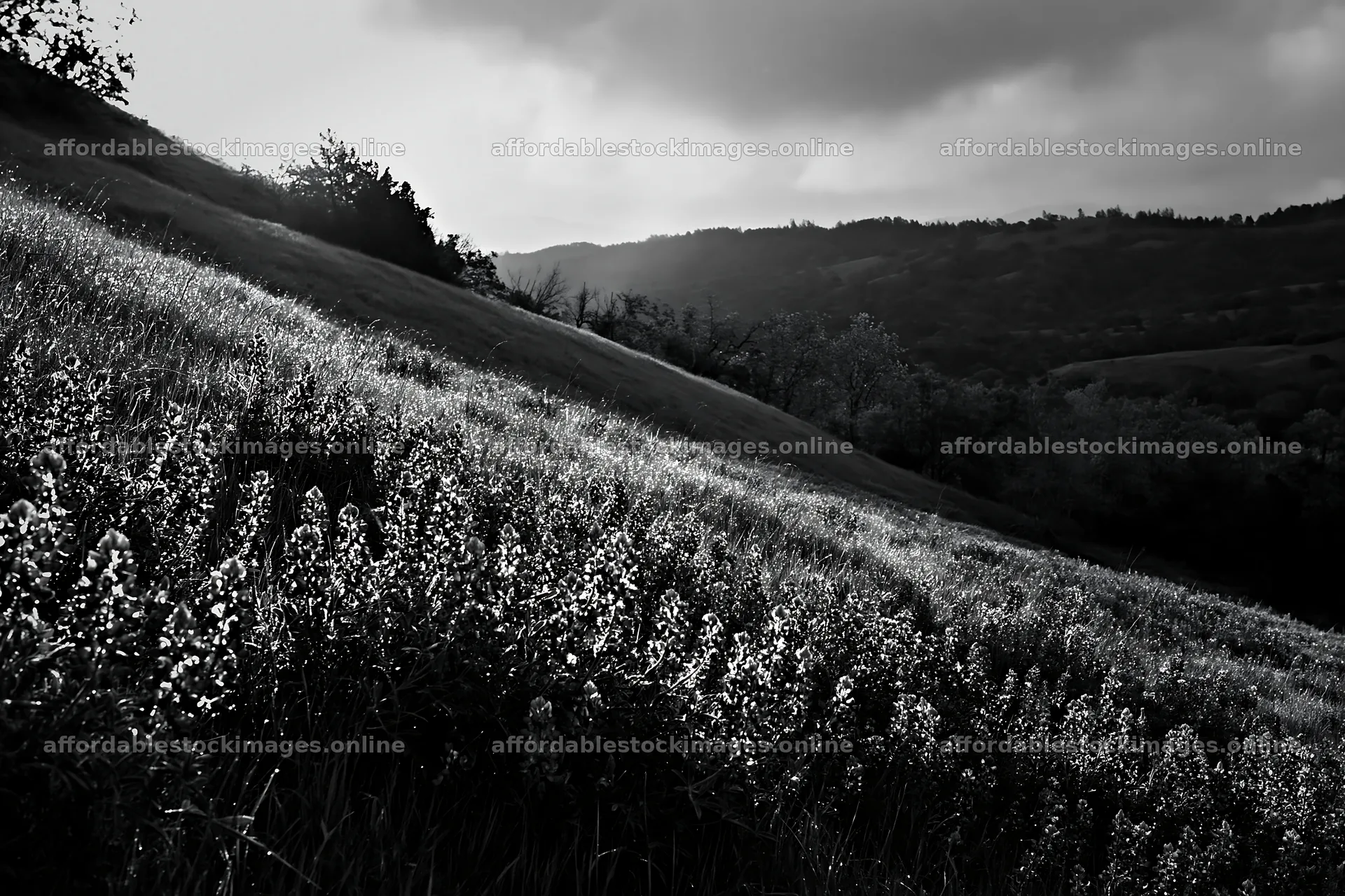 Bluebonnet meadow at sunrise with hills in background – stock images 9722x6480