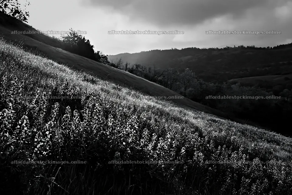Bluebonnet meadow at sunrise with hills in background – stock images 9722x6480