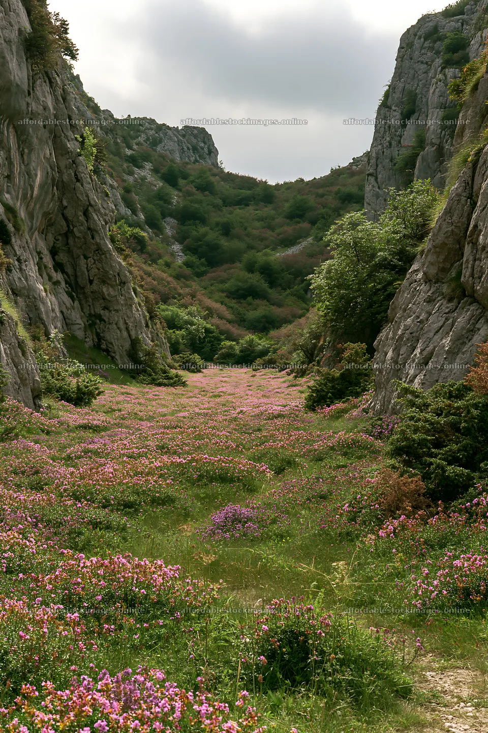 Cloudy rockrose meadow between rocky hills – stock images 6480x9722