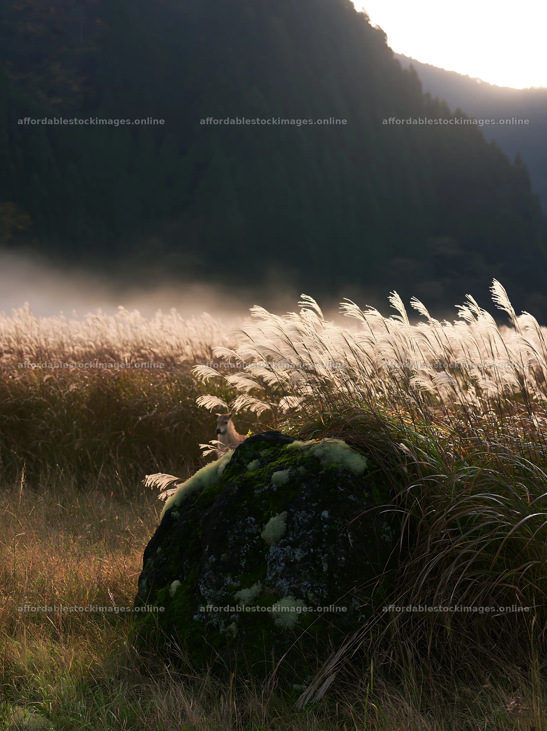 Misty meadow with moss covered stone in Shimane – stock images 6866x9174