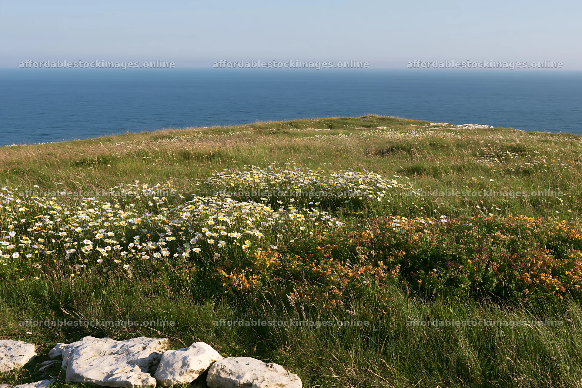 Coastal cliff meadow with flowers overlooking the ocean – stock images 9722x6480